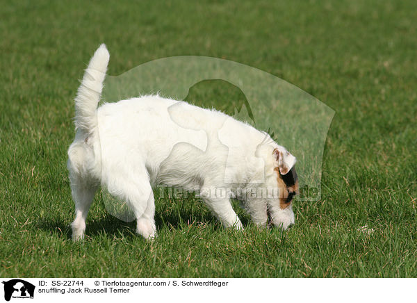 schnuppernder Parson Russell Terrier / snuffling Parson Russell Terrier / SS-22744