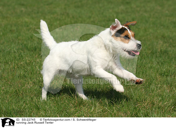 rennender Parson Russell Terrier / running Parson Russell Terrier / SS-22745
