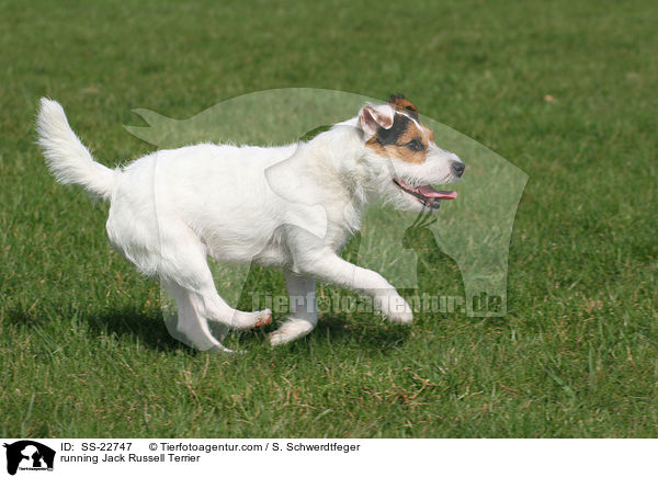 rennender Parson Russell Terrier / running Parson Russell Terrier / SS-22747