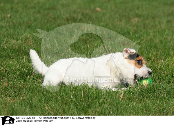 Parson Russell Terrier mit Spielzeug / Parson Russell Terrier with toy / SS-22748