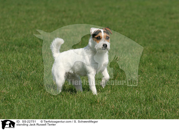 stehender Parson Russell Terrier / standing Parson Russell Terrier / SS-22751