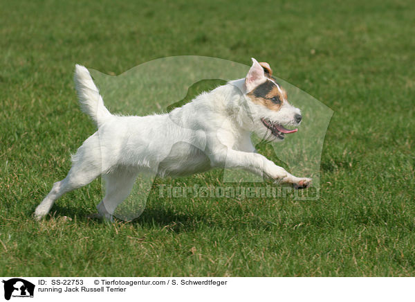 rennender Parson Russell Terrier / running Parson Russell Terrier / SS-22753