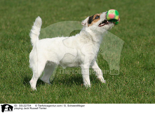 spielender Parson Russell Terrier / playing Parson Russell Terrier / SS-22754