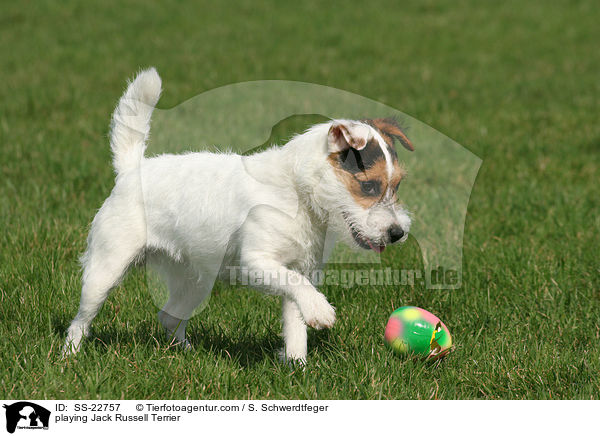spielender Parson Russell Terrier / playing Parson Russell Terrier / SS-22757