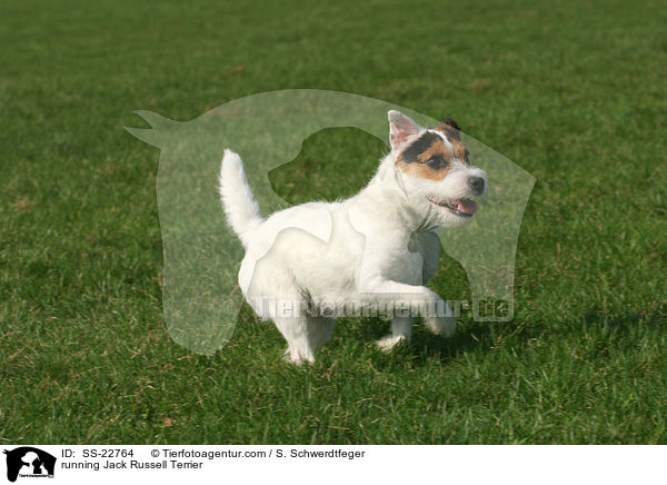 rennender Parson Russell Terrier / running Parson Russell Terrier / SS-22764