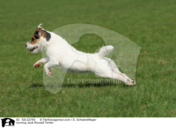 rennender Parson Russell Terrier / running Parson Russell Terrier / SS-22765
