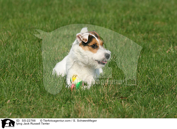liegender Parson Russell Terrier / lying Parson Russell Terrier / SS-22766