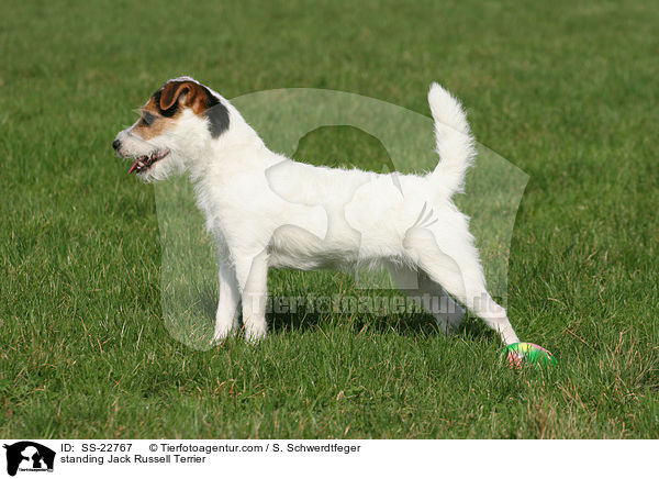 stehender Parson Russell Terrier / standing Parson Russell Terrier / SS-22767