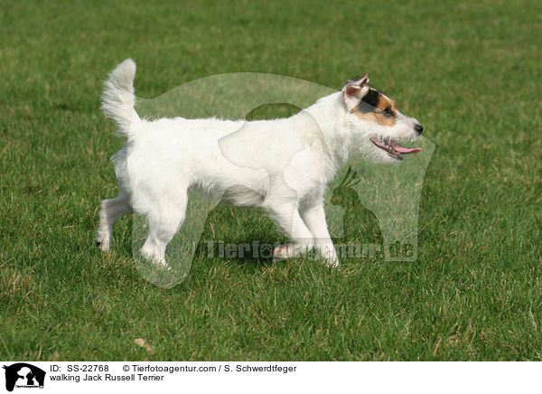 laufender Parson Russell Terrier / walking Parson Russell Terrier / SS-22768