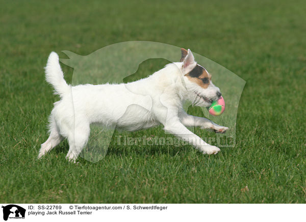 spielender Parson Russell Terrier / playing Parson Russell Terrier / SS-22769