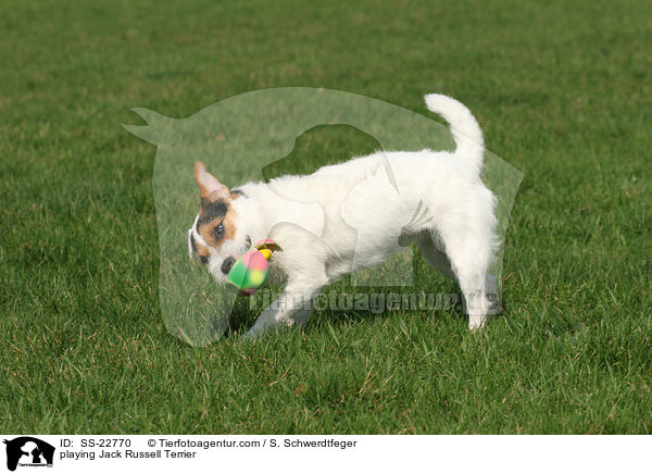 spielender Parson Russell Terrier / playing Parson Russell Terrier / SS-22770