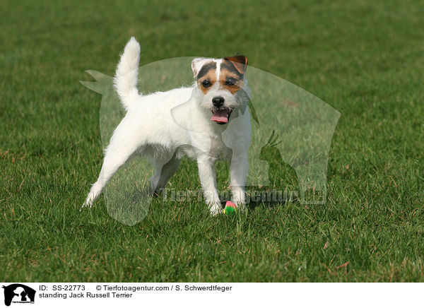 stehender Parson Russell Terrier / standing Parson Russell Terrier / SS-22773