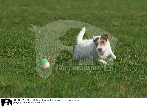 spielender Parson Russell Terrier / playing Parson Russell Terrier / SS-22775