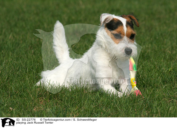 spielender Parson Russell Terrier / playing Parson Russell Terrier / SS-22776