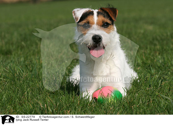 liegender Parson Russell Terrier / lying Parson Russell Terrier / SS-22779
