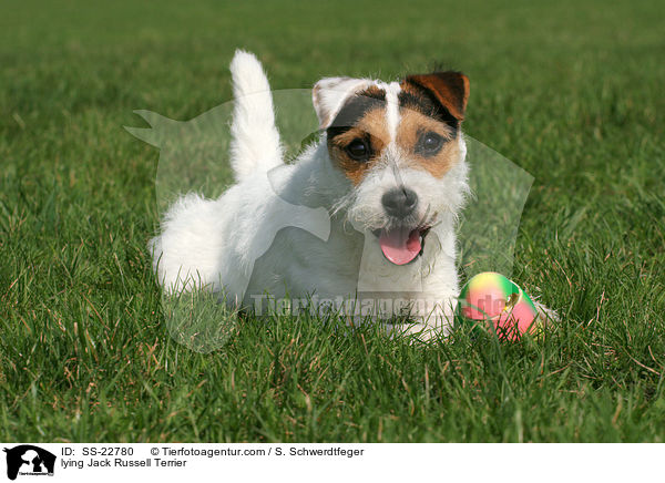 liegender Parson Russell Terrier / lying Parson Russell Terrier / SS-22780