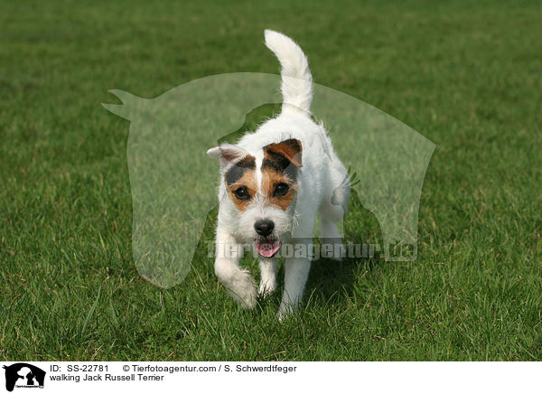 laufender Parson Russell Terrier / walking Parson Russell Terrier / SS-22781