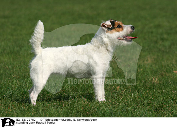 stehender Parson Russell Terrier / standing Parson Russell Terrier / SS-22782