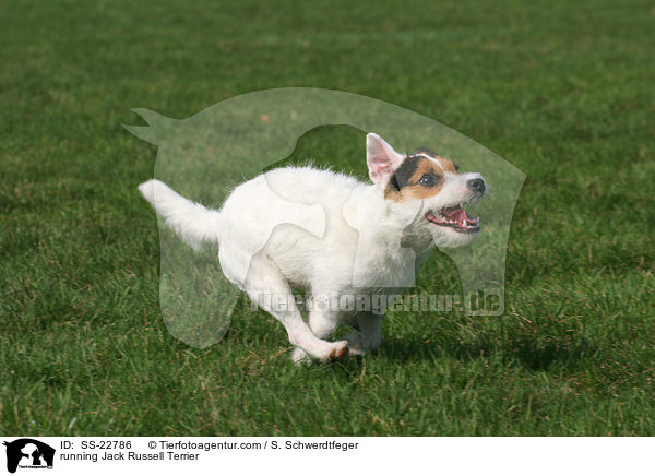 rennender Parson Russell Terrier / running Parson Russell Terrier / SS-22786