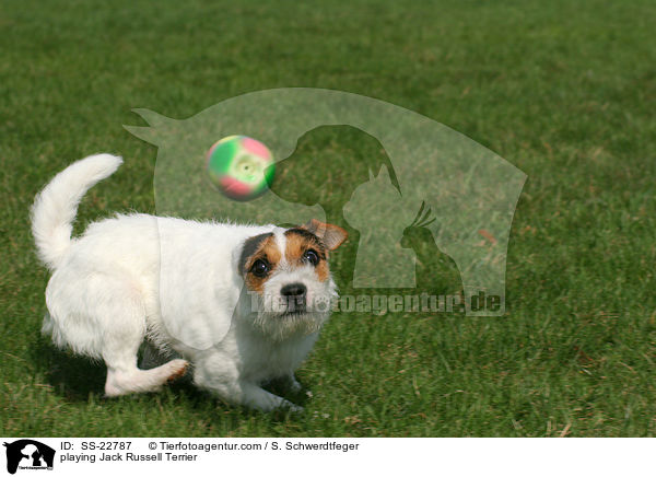 spielender Parson Russell Terrier / playing Parson Russell Terrier / SS-22787