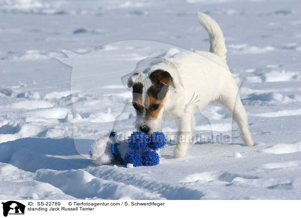 stehender Parson Russell Terrier / standing Parson Russell Terrier / SS-22789