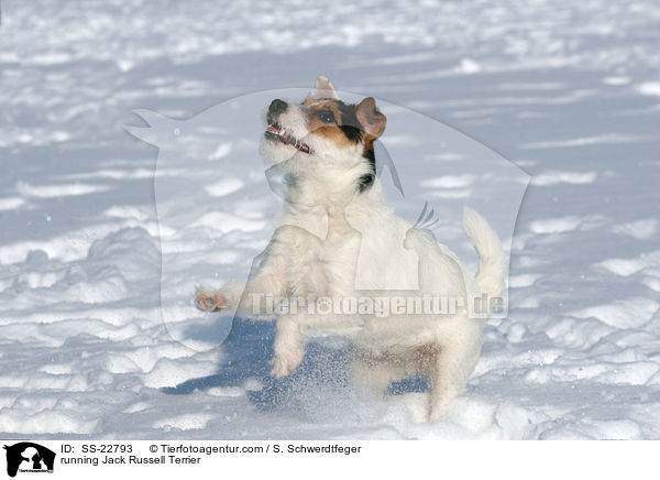 rennender Parson Russell Terrier / running Parson Russell Terrier / SS-22793