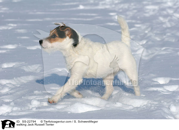 laufender Parson Russell Terrier / walking Parson Russell Terrier / SS-22794