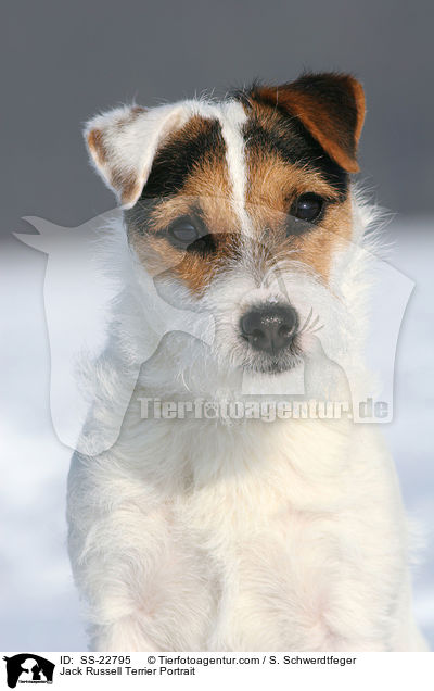 Parson Russell Terrier Portrait / Parson Russell Terrier Portrait / SS-22795