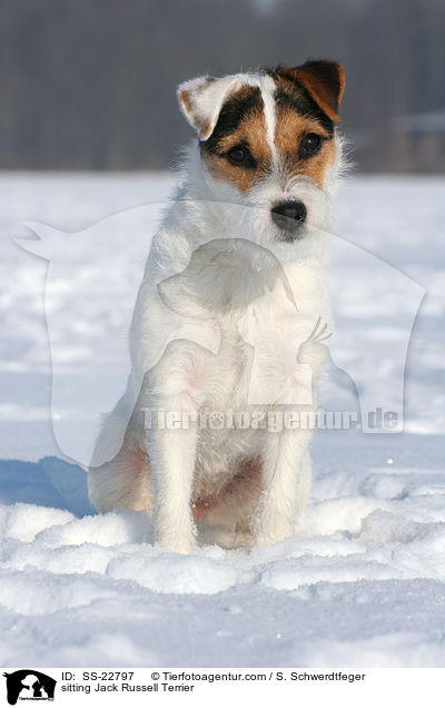 sitzender Parson Russell Terrier / sitting Parson Russell Terrier / SS-22797