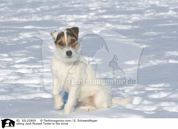 sitzender Parson Russell Terrier / sitting Parson Russell Terrier / SS-22800
