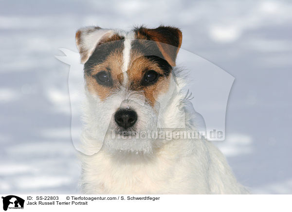 Parson Russell Terrier Portrait / Parson Russell Terrier Portrait / SS-22803