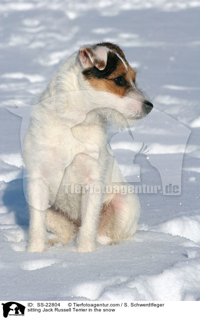 sitzender Parson Russell Terrier / sitting Parson Russell Terrier / SS-22804