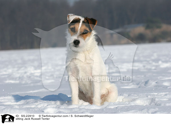 sitzender Parson Russell Terrier / sitting Parson Russell Terrier / SS-22810