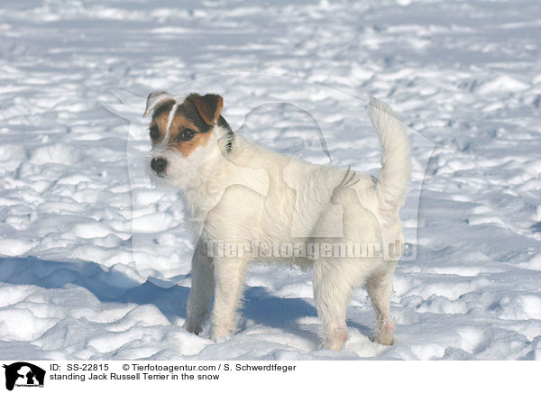 stehender Parson Russell Terrier / standing Parson Russell Terrier / SS-22815
