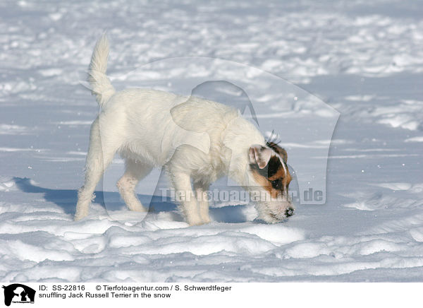 schnuppernder Parson Russell Terrier / snuffling Parson Russell Terrier / SS-22816