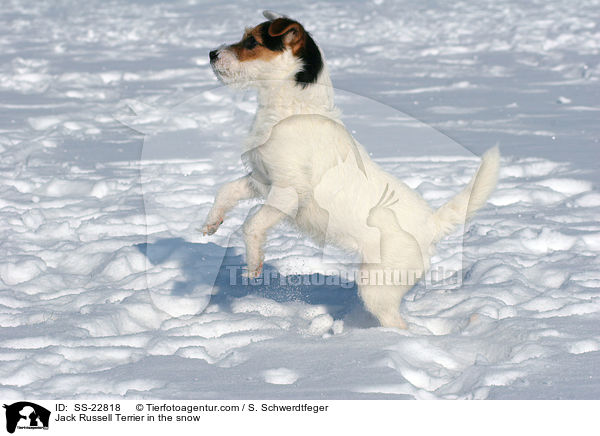 Parson Russell Terrier im Schnee / Parson Russell Terrier in the snow / SS-22818