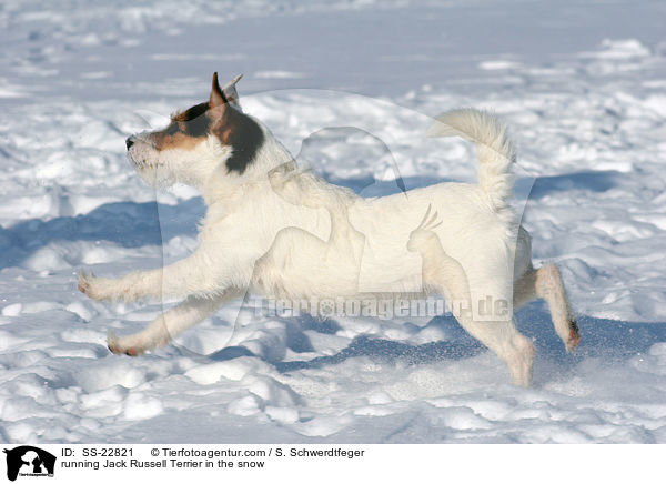 rennender Parson Russell Terrier / running Parson Russell Terrier / SS-22821