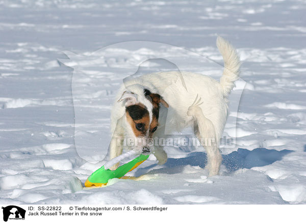 Parson Russell Terrier im Schnee / Parson Russell Terrier in the snow / SS-22822