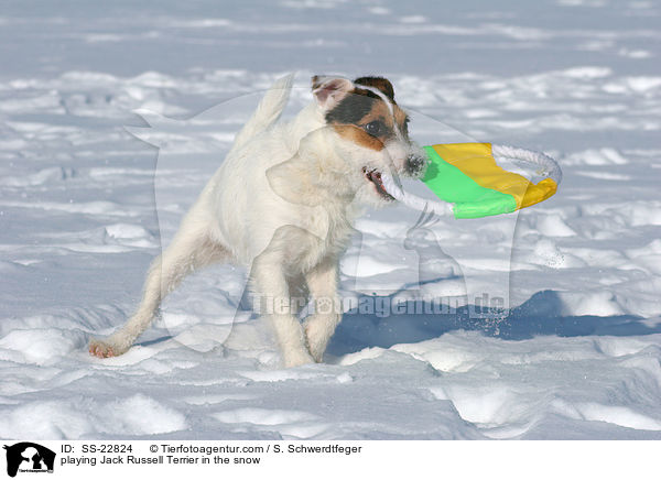 spielender Parson Russell Terrier / playing Parson Russell Terrier / SS-22824