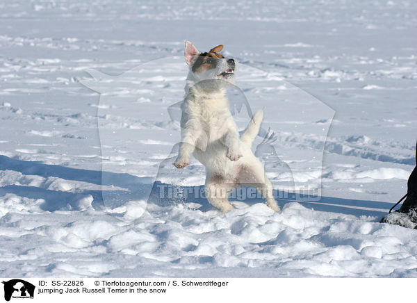 springender Parson Russell Terrier / jumping Parson Russell Terrier / SS-22826