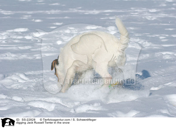 buddelnder Parson Russell Terrier / digging Parson Russell Terrier / SS-22828