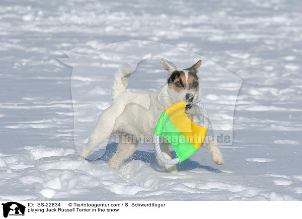 spielender Parson Russell Terrier / playing Parson Russell Terrier / SS-22834