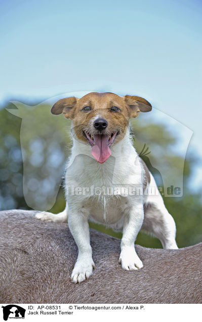 Jack Russell Terrier / AP-08531