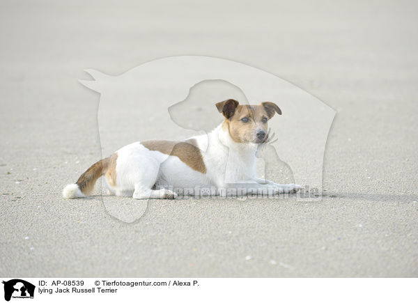 liegender Jack Russell Terrier / lying Jack Russell Terrier / AP-08539