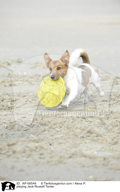 spielender Jack Russell Terrier / playing Jack Russell Terrier / AP-08546