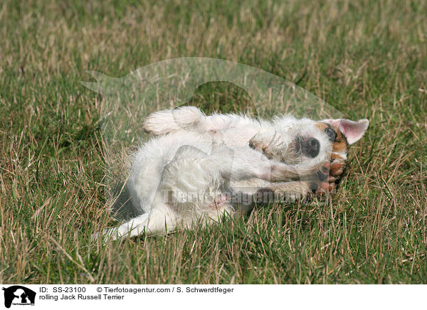 Parson Russell Terrier wlzt sich / rolling Parson Russell Terrier / SS-23100
