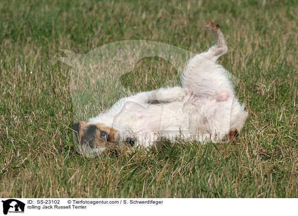 Parson Russell Terrier wlzt sich / rolling Parson Russell Terrier / SS-23102