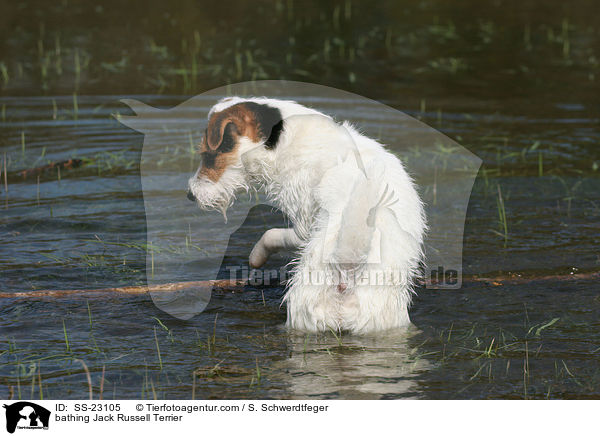 badender Parson Russell Terrier / bathing Parson Russell Terrier / SS-23105