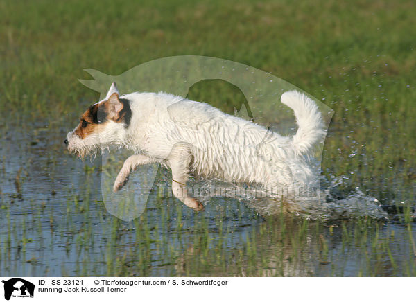 rennender Parson Russell Terrier / running Parson Russell Terrier / SS-23121