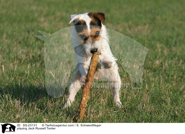 spielender Parson Russell Terrier / playing Parson Russell Terrier / SS-23131